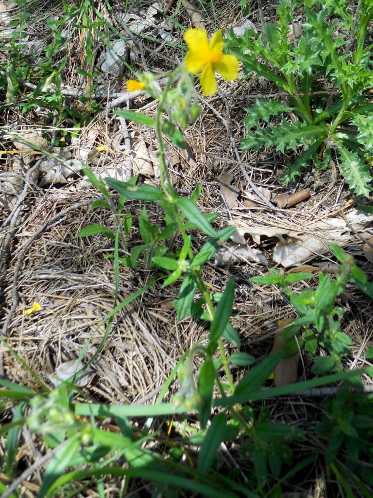 fiore giallo - Helianthemum cfr. nummularium